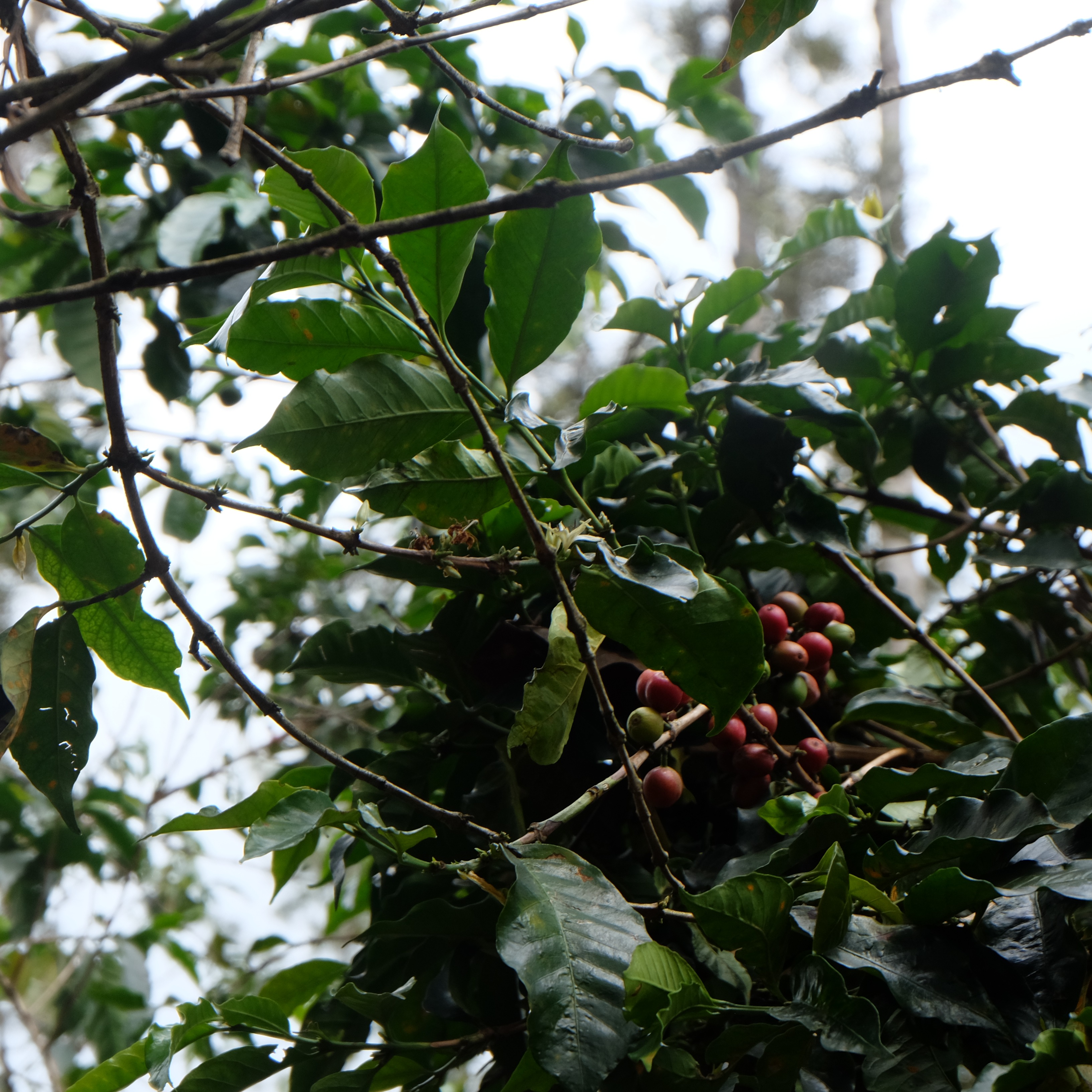 Burundi Kayave Anaerobic Natural(24/25年クロップ) | ORIGIN